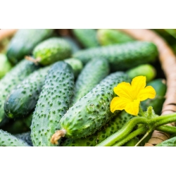 Field cucumber "Caezar" - COATED SEEDS