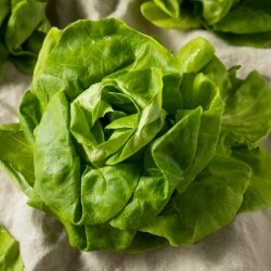 Butterhead lettuce 'Modesta' - for cultivation under covers