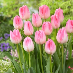 Tulipa First Class - Tulipán First Class - 5 květinové cibule