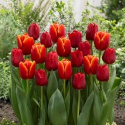 Ognjeni tango - komplet dveh sort tulipana - 40 kosov. - 