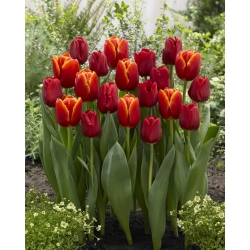 Fiery tango - set de 2 variétés de tulipes - 40 pcs.
