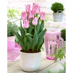 Hoa tulip thanh lịch - Hoa hậu thanh lịch hoa tulip - 5 củ giống - Tulipa Miss Elegance