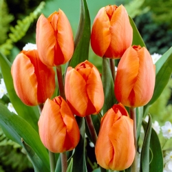 Tulipa Orange - тюльпановий помаранчевий - 5 цибулин