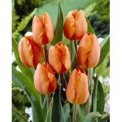 Tulipa Orange - Tulip Orange Orange - 5 květinové cibule