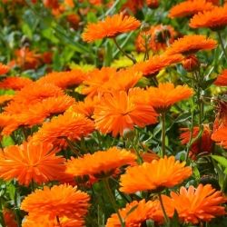 Rumah Taman - Pot marigold "Bon Bon" - untuk penanaman dalaman dan balkoni - 240 biji - Calendula officinalis - benih