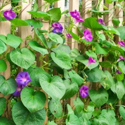 Домашна градина - Пикотей сутрешна слава "Ранно обаждане" - за отглеждане на закрито и балкон; бръшлянско сладко, японска сутрешна слава - 40 семена - Ipomoea tricolor