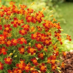 Signet marigold“Talizman” - 桃花心木 - Tagetes tenuifolia - 種子