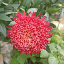 Црвена "Принцеза" кинеска астер - 500 семена - Callistephus chinensis