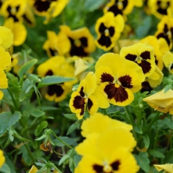 Pansy de gradina cu flori mari - galben cu punct negru - 400 de seminte - Viola x wittrockiana  - semințe