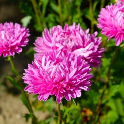 Pink-white chinese aster "Contraster" - 250 seeds
