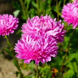 Pink-hvid kinesisk aster "Contraster" - 250 frø - Callistephus chinensis