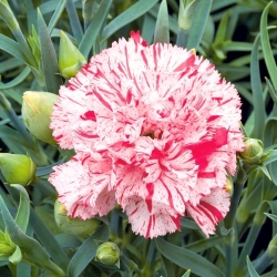 Carnation "Szabo" - campuran pelbagai warna; merah cengkeh - 99 biji - Dianthus caryophyllus Chabaud - benih