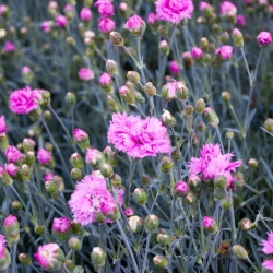Felles rosa - variasjon mix; hage rosa, vill rosa - 140 frø - Dianthus plumarius
