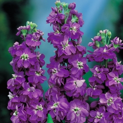 Purple hoary stock, Ten-weeks stock "Excelsior" - 300 seeds