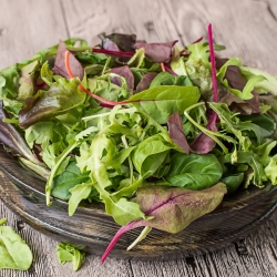 Babyblad - salatslösblandning -  - frön