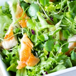 Daun Bayi - Campuran salad Itali -  - benih