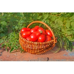 Polje paradajza "Denar" - čvrsto voće u obliku kruške - Lycopersicon esculentum Mill  - sjemenke