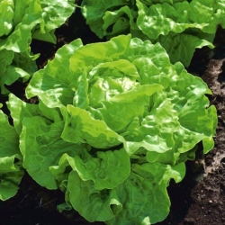 Green butterhead lettuce 'Green Marta' - for cultivation in tunnels and in the field