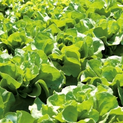 Zelena salata 'Marysieńka' - za uzgoj u tunelima i na terenu - Lactuca sativa - Marysieńka - sjemenke