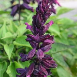Purpurová šarlátová šalvia, tropická šalvia - 84 semien - Salvia splendens - semená