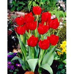 Tulppaanit Abba - paketti 5 kpl - Tulipa Abba