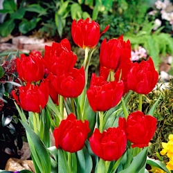 Tulipa Abba - Tulip Abba - 5 bulbs