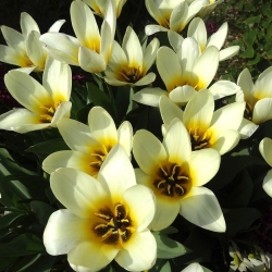 Tulipano Concerto - pacchetto di 5 pezzi - Tulipa Concerto