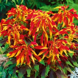 Buah Joseph dicampur biji - Amaranthus tricolor - 1400 biji - benih