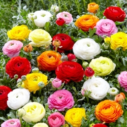 Düğünçiçeği - renk seçimi - büyük paket! - 100 adet; düğünçiçekleri spearworts, su crowfoots - 