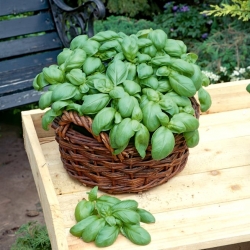 Біо - зелений базилік - сертифіковане органічне насіння - 650 насінин - Ocimum basilicum 