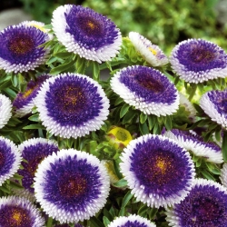 Chinese aster "Blue Moon" - 250 seeds