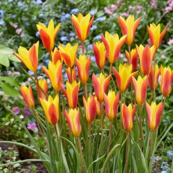 Tulp Chrysantha - pakket van 5 stuks - Tulipa Chrysantha