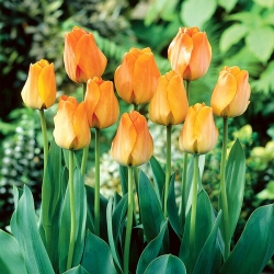 Tulipa Daydream - Tulip Daydream - 5 bebawang