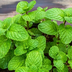 Home Garden - apple mint - for indoor and balcony cultivation; pineapple mint, woolly mint, round-leafed mint
