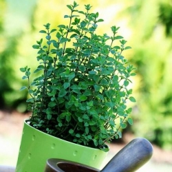 Home Garden - oregano - for innendørs og balkong dyrking - Origanum vulgare - frø