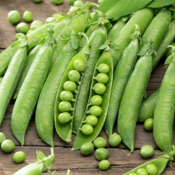 Kacang "Meteor Dziekanowski" - jenis benih, produktif, varietas kaya protein - Pisum sativum - biji