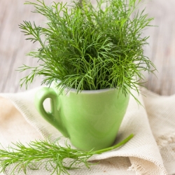 Dill 'Oliver'