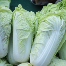 Napa cabbage "Pacifiko F1" - early Dutch variety - 20 seeds
