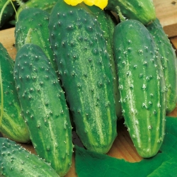 Cucumber "Corveta F1" - field, pickling, dark green variety - 105 seeds
