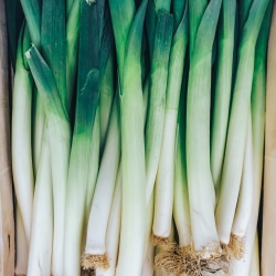 Leek "October" - late variety for autumn and late autumn harvest - 320 seeds