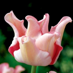 Tulip Witty Picture-5個 - 