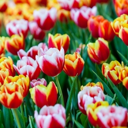 Bicolour tulipseleksjon - hvitrød og gulrød - 50 stk - 
