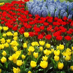 Жовтий тюльпан, червоний тюльпан і синій виноградний гіацинт - 45 шт - 