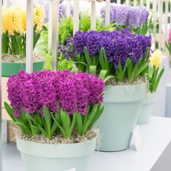 Sada hyacintov s fialovo-kvetinovým vzorom - 27 ks - 