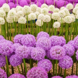 Purple and white–flowered tall ornamental garlic set – 10 pcs