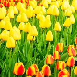 Tulip ditetapkan - kuning dan aprikot dengan kelebihan kuning - 50 pcs - 