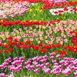 Bộ hoa tulip - đỏ, trắng, hồng hồng và hoa lily hồng, trắng - 45 chiếc - 
