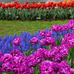 Tulip and grape hyacinth set – purple, red, orange tulips and blue grape hyacinth – 50 pcs