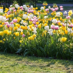 Tulpių ir narcizų rinkinys - baltos, geltonos, rožinės-baltos tulpės ir balta narcizė - 60 vnt.