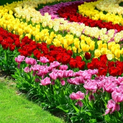 Vierkleuren set van de buitengewone tulpen - 60 stuks - 